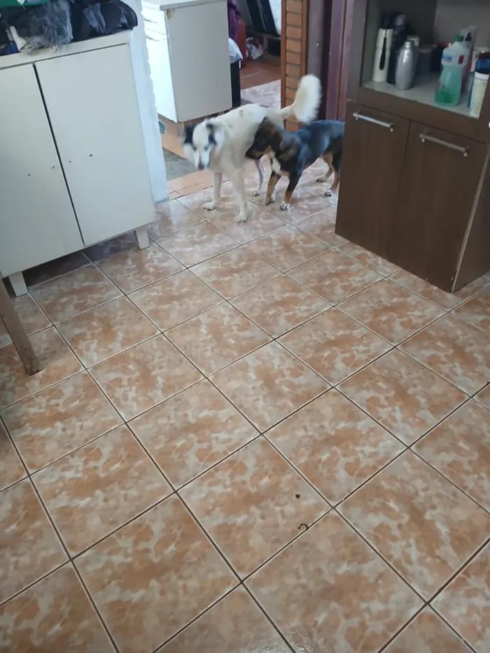 Cachorro raça SRD-ViraLata idade 4 anos nome Lua