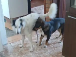 Cachorro raça SRD-ViraLata idade 4 anos nome Lua