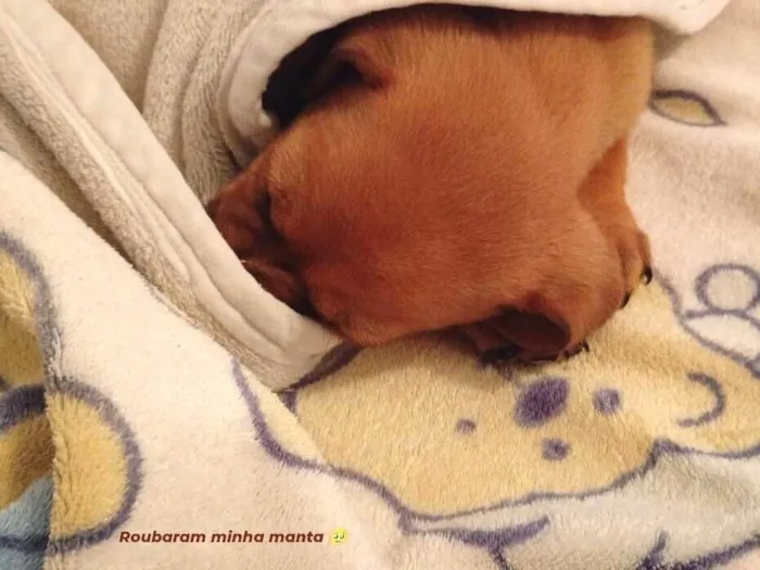 Cachorro raça SRD-ViraLata idade Abaixo de 2 meses nome Ravi