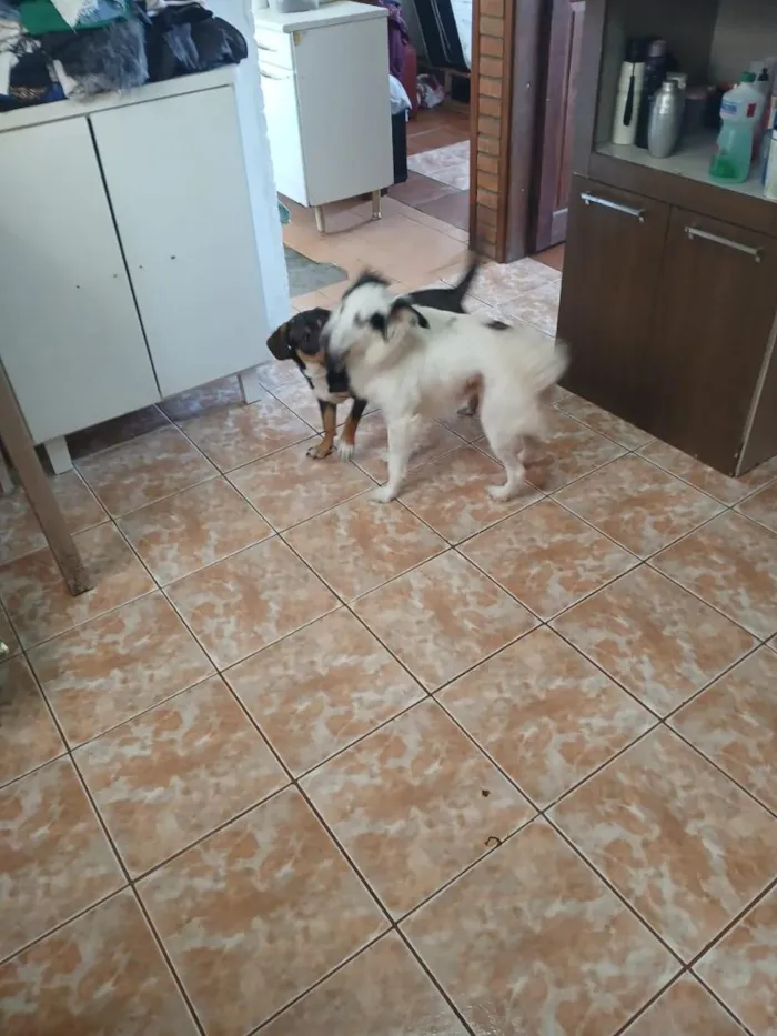 Cachorro raça SRD-ViraLata idade 1 ano nome Max