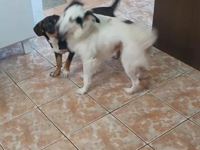 Cachorro raça SRD-ViraLata idade 1 ano nome Max