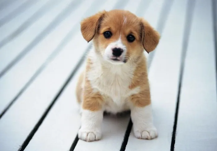 Cachorro raça SRD-ViraLata idade 2 a 6 meses nome Thor e Mia