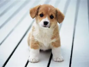 Cachorro raça SRD-ViraLata idade 2 a 6 meses nome Thor e Mia