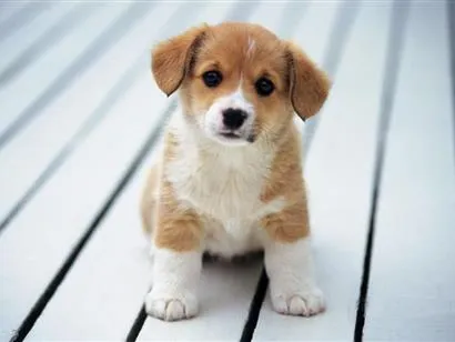 Cachorro raça SRD-ViraLata idade 2 a 6 meses nome Thor e Mia