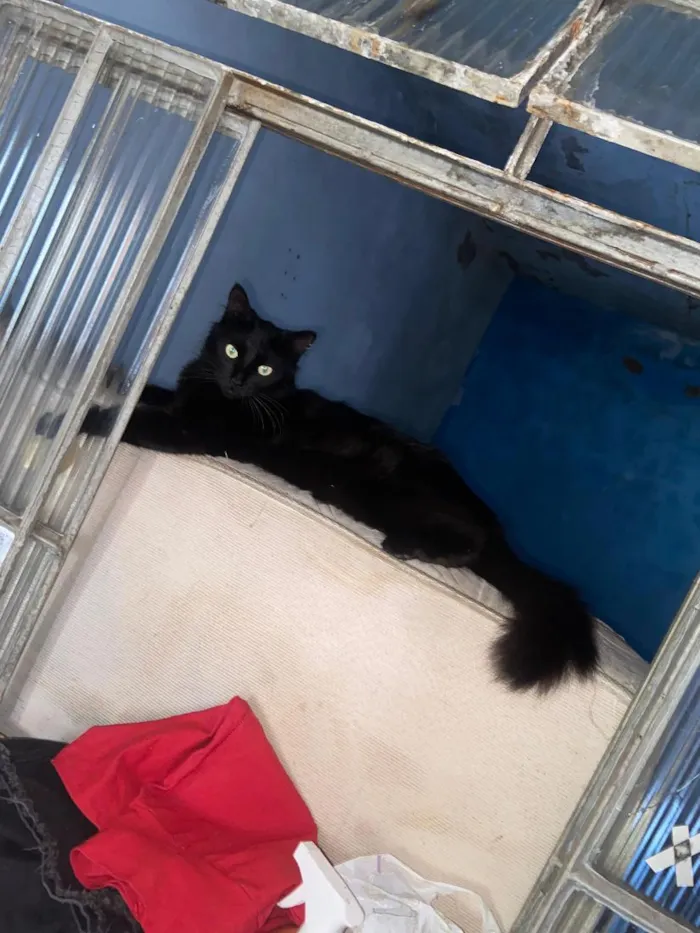 Gato raça SRD-ViraLata idade 2 anos nome Lilith