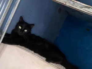 Gato raça SRD-ViraLata idade 2 anos nome Lilith