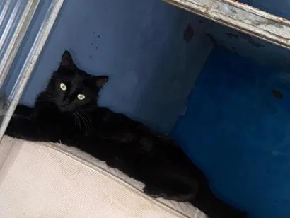 Gato raça SRD-ViraLata idade 2 anos nome Lilith