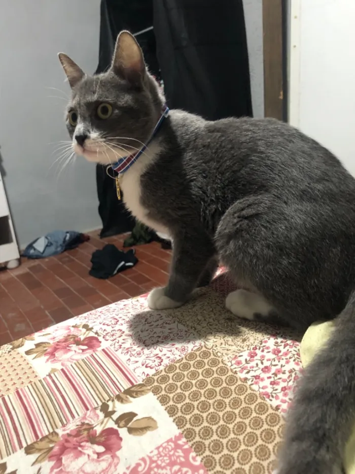 Gato raça SRD-ViraLata idade 2 a 6 meses nome Ice
