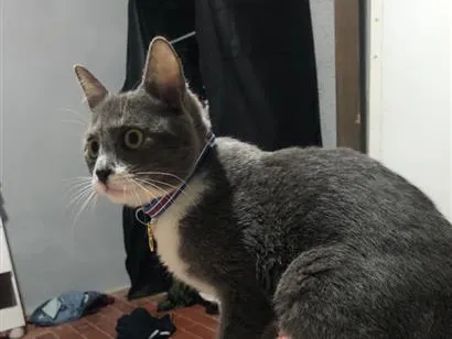 Gato raça SRD-ViraLata idade 2 a 6 meses nome Ice