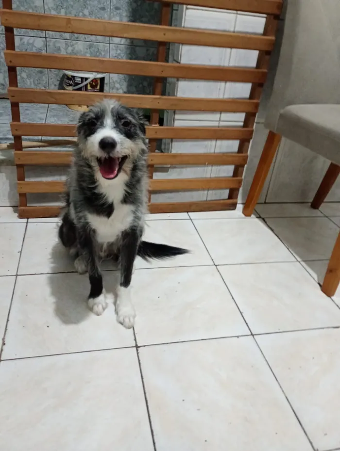 Cachorro raça SRD-ViraLata idade 3 anos nome Zeca