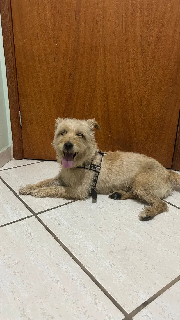 Cachorro raça SRD-ViraLata idade 4 anos nome Sem nome 