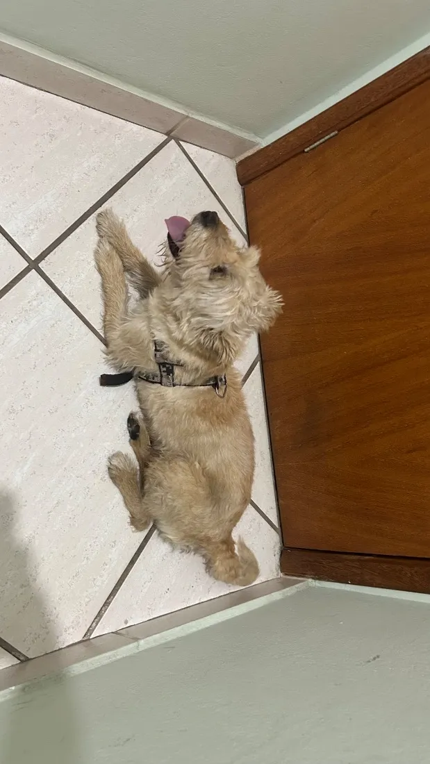 Cachorro raça SRD-ViraLata idade 4 anos nome Sem nome 