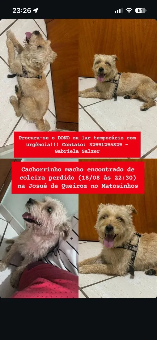 Cachorro raça SRD-ViraLata idade 4 anos nome Sem nome 