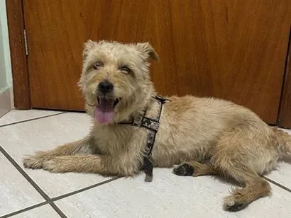 Cachorro raça SRD-ViraLata idade 4 anos nome Sem nome 
