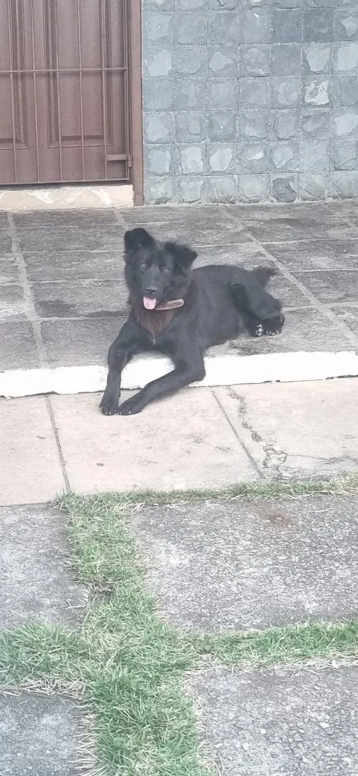 Cachorro raça SRD-ViraLata idade 7 a 11 meses nome Nina