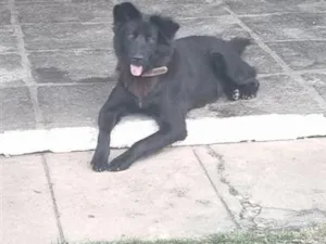 Cachorro raça SRD-ViraLata idade 7 a 11 meses nome Nina