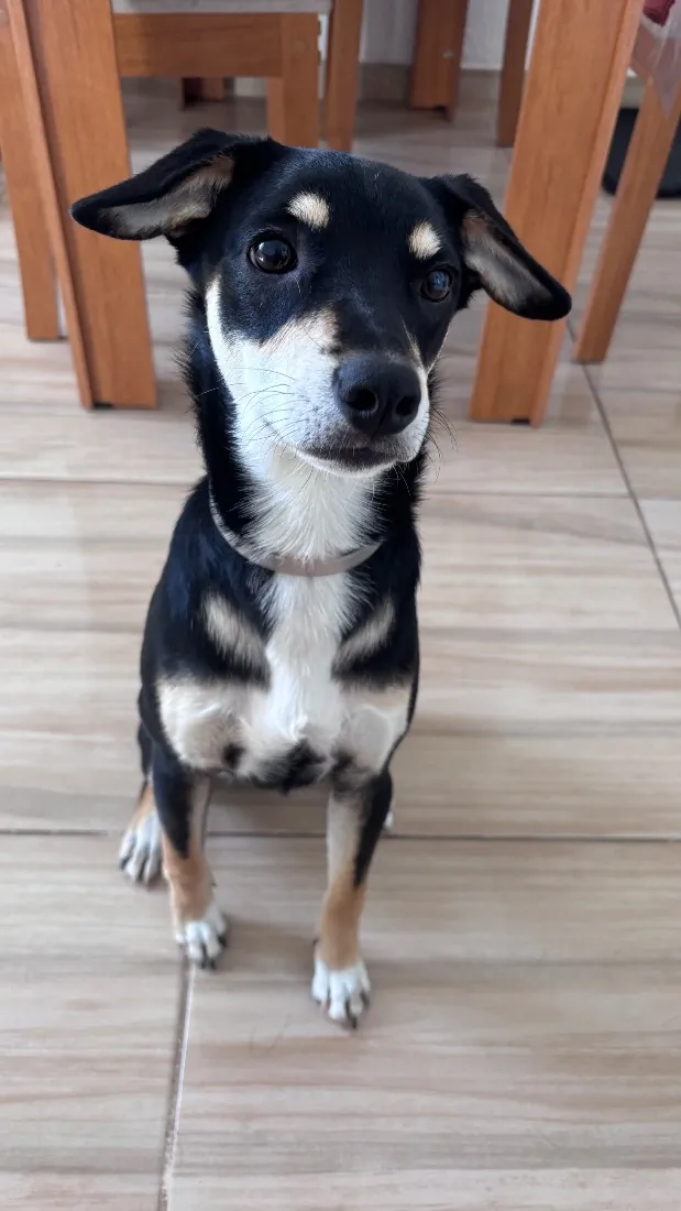 Cachorro raça SRD-ViraLata idade 7 a 11 meses nome Nikita