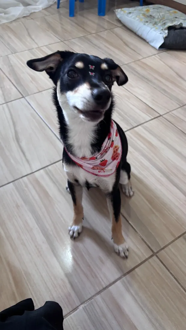 Cachorro raça SRD-ViraLata idade 7 a 11 meses nome Nikita