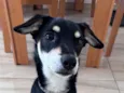 Nikita