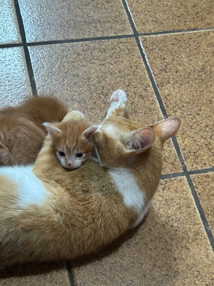 Gato raça SRD-ViraLata idade 7 a 11 meses nome Sunni