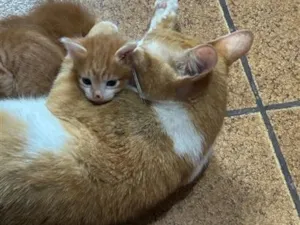 Gato raça SRD-ViraLata idade 7 a 11 meses nome Sunni