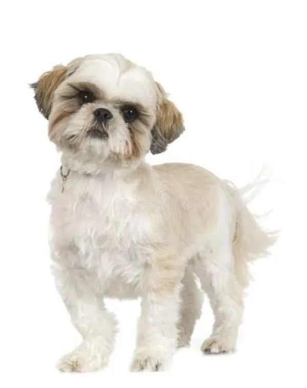 Cachorro raça Shitzu idade 2 anos nome Olaf 