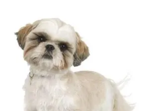 Cachorro raça Shitzu idade 2 anos nome Olaf 