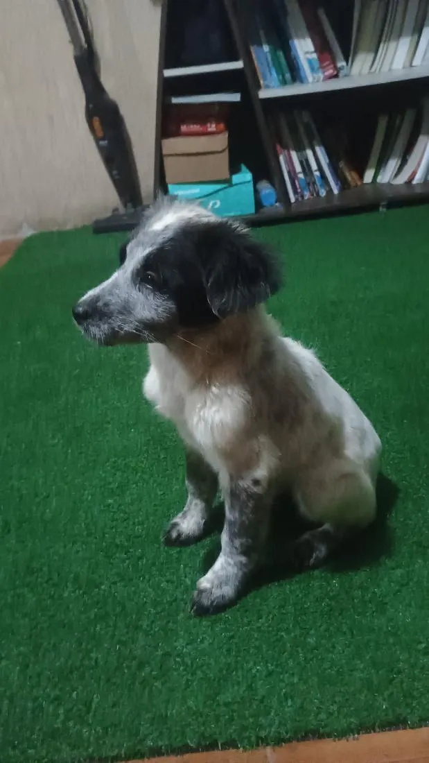 Cachorro raça SRD-ViraLata idade 2 a 6 meses nome Valente