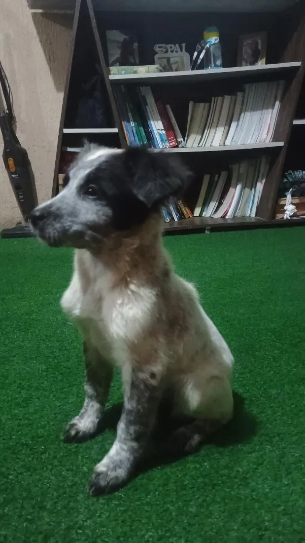 Cachorro raça SRD-ViraLata idade 2 a 6 meses nome Valente