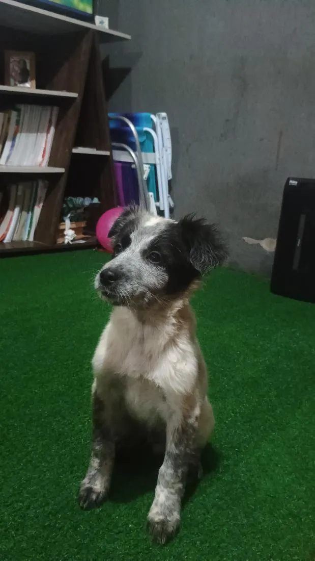 Cachorro raça SRD-ViraLata idade 2 a 6 meses nome Valente