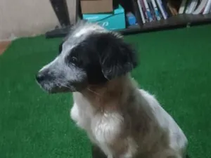 Cachorro raça SRD-ViraLata idade 2 a 6 meses nome Valente
