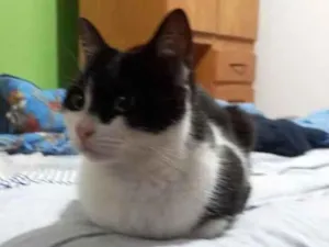 Gato raça SRD-ViraLata idade 6 ou mais anos nome Sofia
