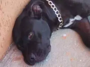 Cachorro raça Pit-Bull idade 1 ano nome Pantera
