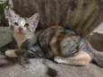 Mimosa