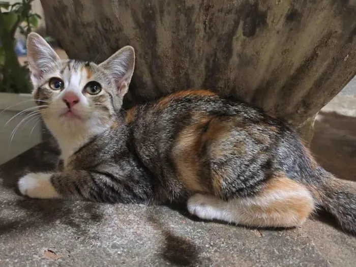 Gato raça SRD-ViraLata idade 2 a 6 meses nome Mimosa