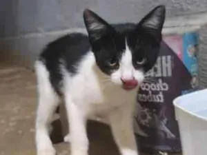 Gato raça SRD-ViraLata idade 2 a 6 meses nome Mel