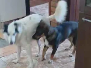 Cachorro raça SRD-ViraLata idade 4 anos nome Lua