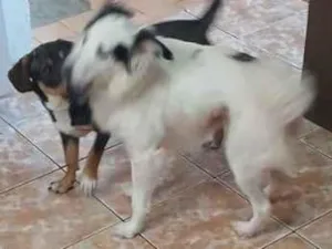 Cachorro raça SRD-ViraLata idade 1 ano nome Max