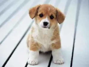Cachorro raça SRD-ViraLata idade 2 a 6 meses nome Thor e Mia