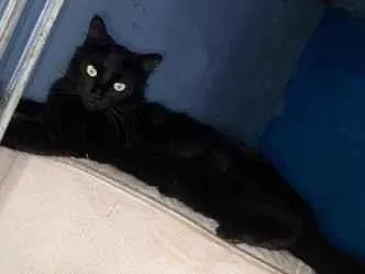 Gato raça SRD-ViraLata idade 2 anos nome Lilith