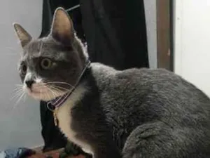 Gato raça SRD-ViraLata idade 2 a 6 meses nome Ice