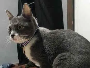 Gato raça SRD-ViraLata idade 2 a 6 meses nome Ice