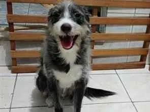 Cachorro raça SRD-ViraLata idade 3 anos nome Zeca