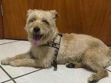 Cachorro raça SRD-ViraLata idade 4 anos nome Sem nome 