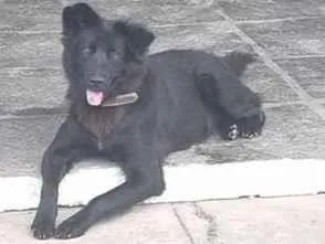 Cachorro raça SRD-ViraLata idade 7 a 11 meses nome Nina
