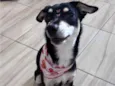 Nikita