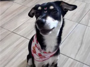 Cachorro raça SRD-ViraLata idade 7 a 11 meses nome Nikita