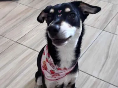 Cachorro raça SRD-ViraLata idade 7 a 11 meses nome Nikita