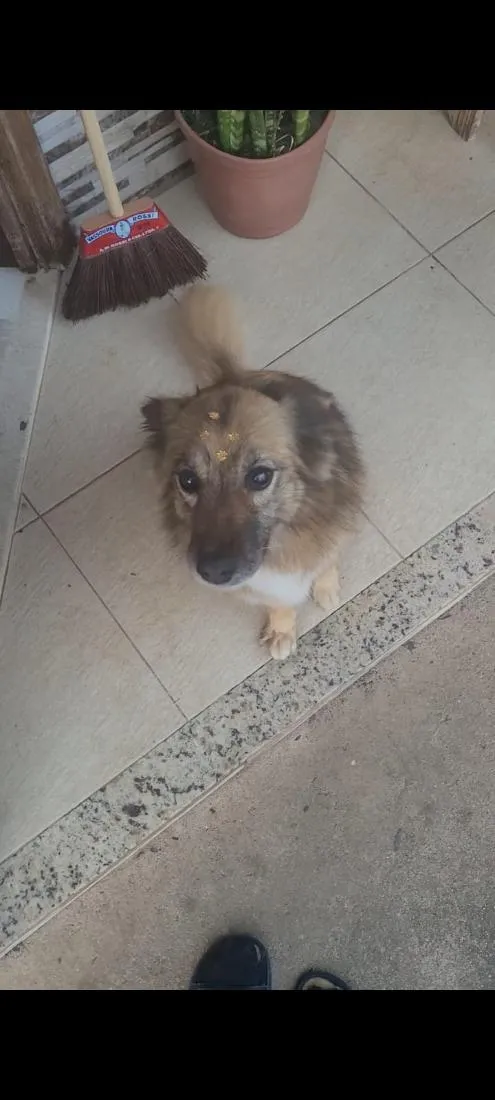 Cachorro raça SRD-ViraLata idade 6 ou mais anos nome Lulu e Eudora
