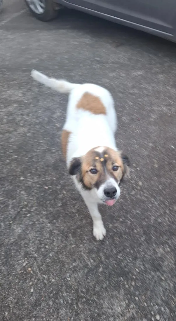 Cachorro raça SRD-ViraLata idade 6 ou mais anos nome Lulu e Eudora